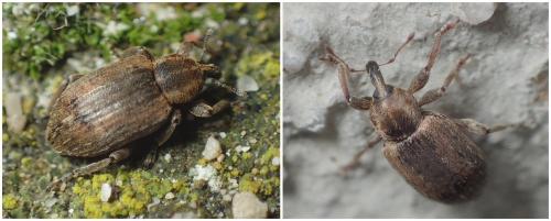 Réf. 245 114 : Hypera sp.